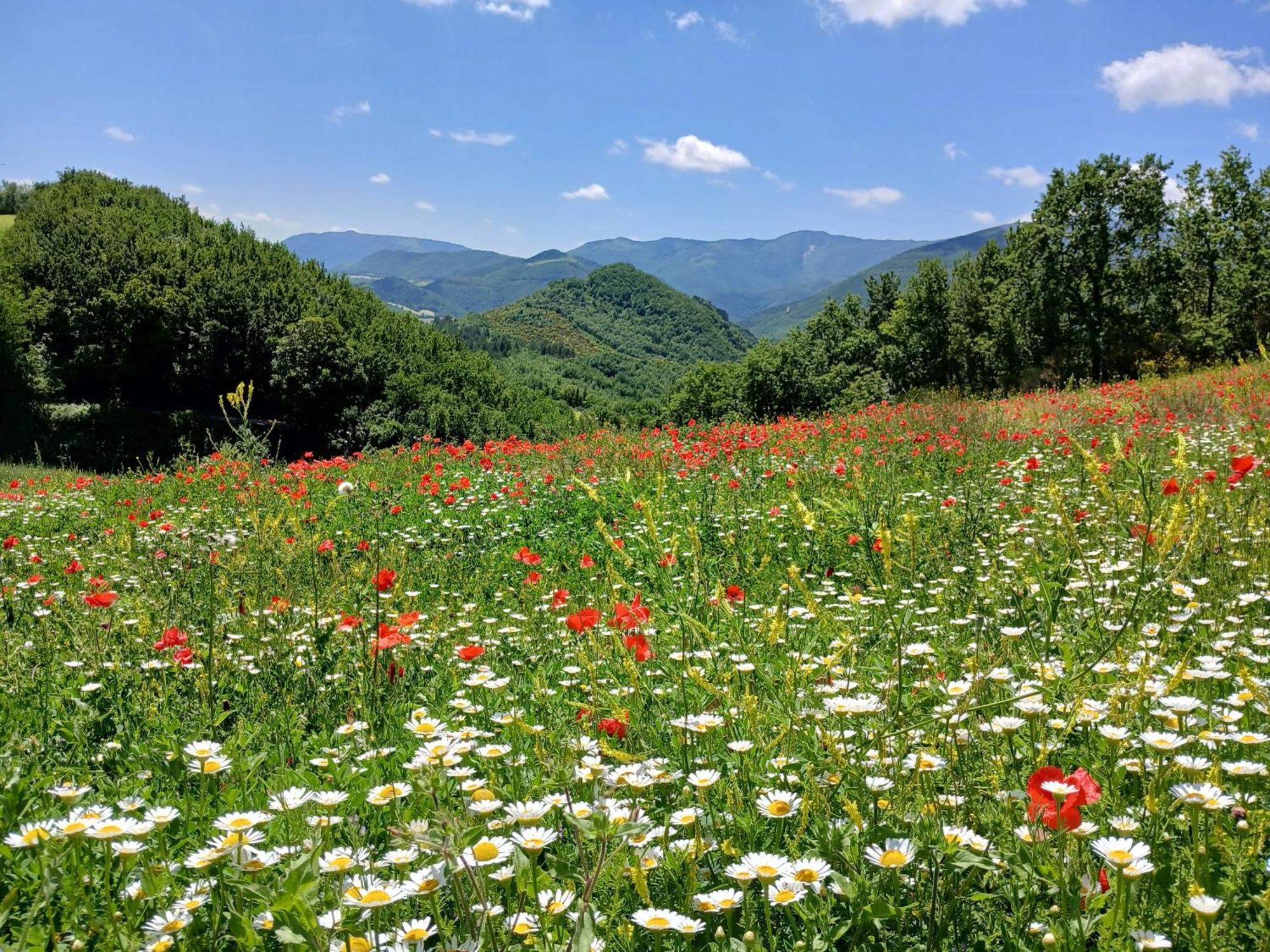 Agriturismo Del Frontino - Lo Studio Акваланга Экстерьер фото